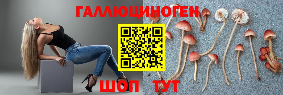 Псилоцибиновые грибы Psilocybe Йошкар-Ола